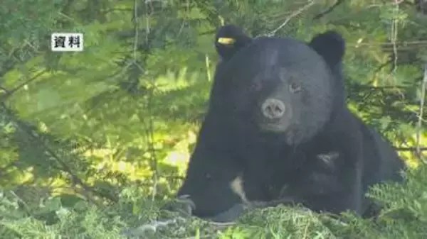 クマの推定生息数5728頭　冬眠明けで行動範囲が広がるため注意を　長野県