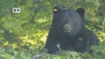 クマの推定生息数5728頭　冬眠明けで行動範囲が広がるため注意を　長野県
