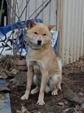 犬が飼い主をかみ、逃げ出す　北海道犬、茶色と白色が混じった毛色で体長約50センチの中型犬　「似ている犬を目撃した」と複数の通報　警察が画像を公開、情報提供求める