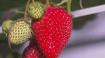 落ち着いて楽しめる「夜のイチゴ狩り」　カップルや仕事帰りの人などに人気　50分食べ放題で4種類を食べ比べ　長野県佐久市の農園