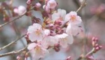 「天下第一の桜」　名所の高遠城址公園でタカトオコヒガンザクラの開花を宣言　去年より7日速く　見頃は4月3日ごろの予想