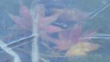 「本格的な冬が来た」軽井沢町の池に氷が張る　放射冷却で冷え込む