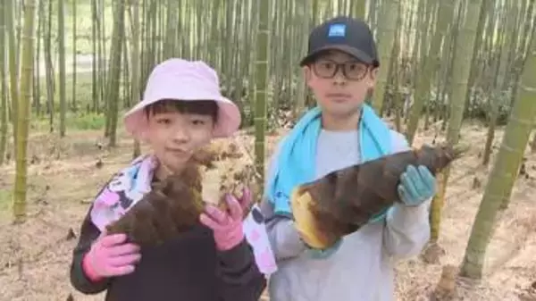 生育順調！長野・豊丘村で「タケノコ狩り」始まる　5月6日まで受け入れ