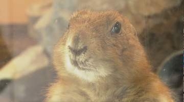 24歳ご長寿ライオン「ナナ」もお出迎え　新顔は立ち姿がかわいい！プレーリードッグ、もふもふアルパカ　“長野で最古”100周年の動物園がリニューアル　次の100年へ新たなスタート　小諸市動物園