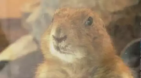 24歳ご長寿ライオン「ナナ」もお出迎え　新顔は立ち姿がかわいい！プレーリードッグ、もふもふアルパカ　“長野で最古”100周年の動物園がリニューアル　次の100年へ新たなスタート　小諸市動物園