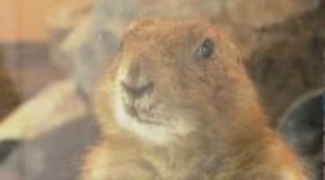 24歳ご長寿ライオン「ナナ」もお出迎え　新顔は立ち姿がかわいい！プレーリードッグ、もふもふアルパカ　“長野で最古”100周年の動物園がリニューアル　次の100年へ新たなスタート　小諸市動物園