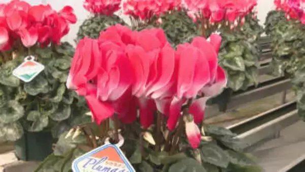 「見たことない、すごい色」シクラメン産地で出会った新品種　長野県は出荷量全国1位　年末にかけて出荷ピーク　こだわりと技術、挑戦を続ける生産者たち