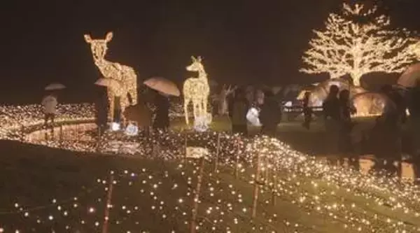 秋の高原に光の森が出現！「山で恋するイルミネーション」　池のほとりで約40万球輝き　ウィンターシーズン前に木島平村で初開催