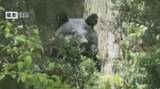 「クマが民家の庭に4時間ほど居座る　麻酔銃で捕獲、駆除　体長1メートルほど　長野・安曇野市」の画像1