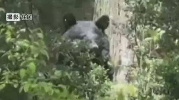 クマが民家の庭に4時間ほど居座る　麻酔銃で捕獲、駆除　体長1メートルほど　長野・安曇野市
