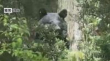 クマが民家の庭に4時間ほど居座る　麻酔銃で捕獲、駆除　体長1メートルほど　長野・安曇野市