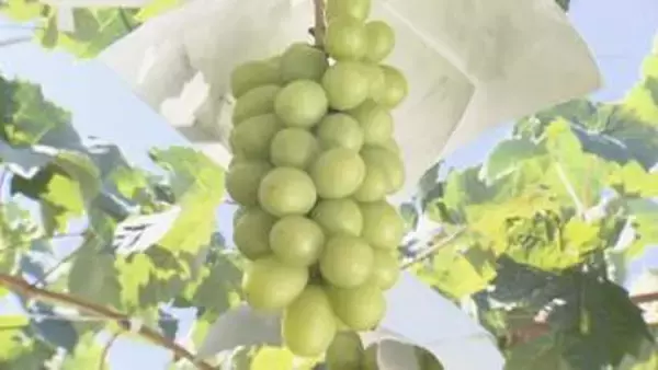 須坂市が仕入れ担当の業者に2億5400万円余りの支払いを求める裁判　ふるさと納税返礼品“産地偽装”　被告側は全面的に争う姿勢