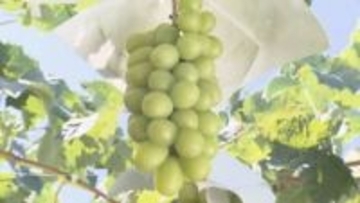 ふるさと納税返礼品シャインマスカット「産地偽装」めぐり…須坂市が和歌山の業者に2億5000万円余りの支払いを求め提訴