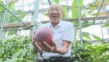 「“マンゴー”が長野で大豊作　「変わったことをやってみたい」農業経験ゼロの85歳元社長が趣味で始め7年　例年5、6個だったのが今年は100個「『売って』と言われるけど金額のつけ方が分からない」　飯田市」の画像1