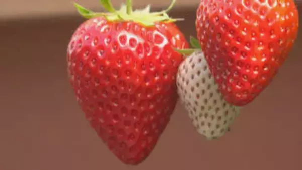 「いちご博士」になろう！八ヶ岳農業大学校でツアー　試食しながら楽しく学ぶ　長野・原村