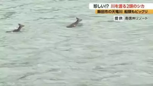 【動画】二ホンジカ2頭が川に飛び込み、泳いで渡る　船頭もビックリ「初めて見た」「今度、舟と並走できたら」　浅瀬につくとジャンプ、対岸の河川敷を走り去る　長野・飯田市の天竜川