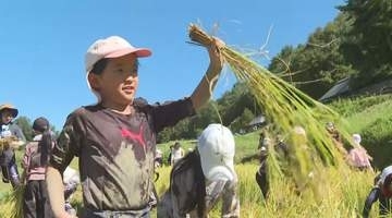 「上手に刈れた」“日本の棚田百選”よこね田んぼで小中学生93人が稲刈り　出来は上々、米は11月に子供たちのもとへ　長野・飯田市
