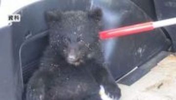 クマをバス停付近で目撃　子グマか　警察が住民に注意呼びかけ　長野・大町市