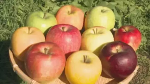50品種のリンゴが実る長野県飯綱町　廃校リノベ工房から新たな魅力発信　あなたの「推しリンゴ」に出会える町