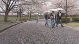 「“春の嵐”　満開の桜に「花散らしの雨」　週末は？「すっきり晴れてお花見日和」「かなり気温が上昇」「暑さ対策を」　長野県」の画像1