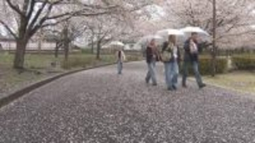 “春の嵐”　満開の桜に「花散らしの雨」　週末は？「すっきり晴れてお花見日和」「かなり気温が上昇」「暑さ対策を」　長野県