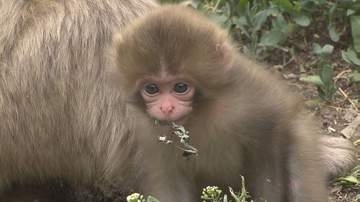 20匹ほどの赤ちゃんザルが誕生　地獄谷野猿公苑でベビーラッシュ　冬は雪景色の中、温泉につかる「スノーモンキー」が有名　春から夏にかけては「出産の季節」　長野・山ノ内町