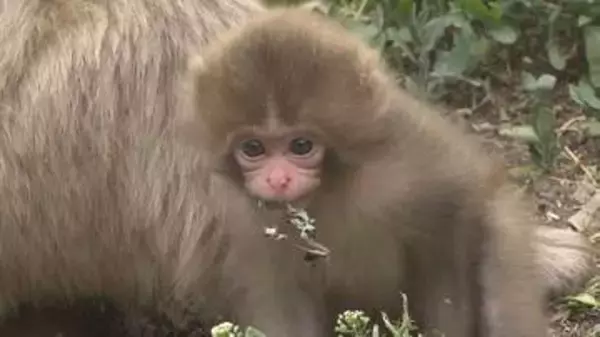20匹ほどの赤ちゃんザルが誕生　地獄谷野猿公苑でベビーラッシュ　冬は雪景色の中、温泉につかる「スノーモンキー」が有名　春から夏にかけては「出産の季節」　長野・山ノ内町