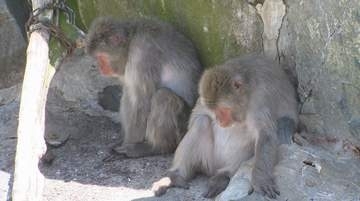 サルも暑さでぐったり…動物園でも暑さ対策　扇風機に冷たいミスト、氷のペットボトルも　例年以上に体調を細かく観察　長野市の城山動物園