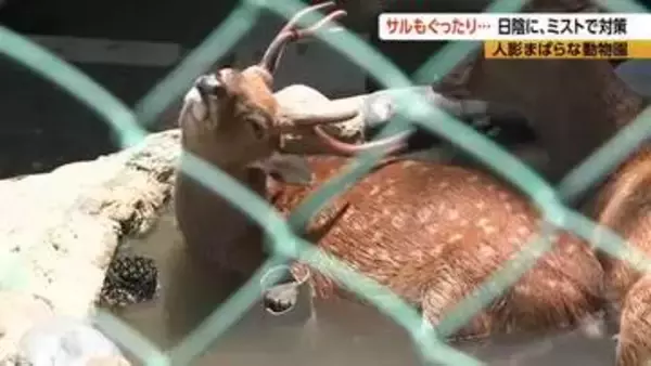 サルも暑さでぐったり…動物園でも暑さ対策　扇風機に冷たいミスト、氷のペットボトルも　例年以上に体調を細かく観察　長野市の城山動物園