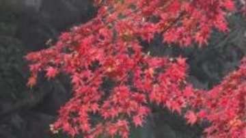 古城の石垣に映える赤や黄色　懐古園で紅葉が見頃に　24日まで「紅葉まつり」で夜はライトアップも
