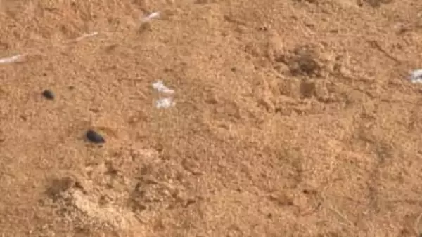 クマが子どもの通学時間帯に　目撃者「住宅街に…130センチくらい」　同時間帯に複数の目撃情報　周辺に足跡も　市や警察がパトロール　長野・大町市