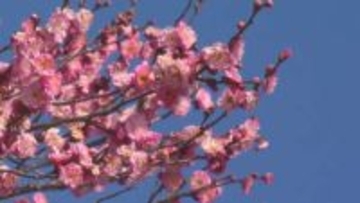 紅白の梅の開花進む　上田城跡公園　長野・上田市