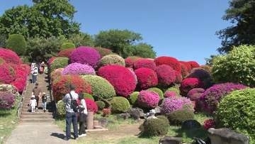 赤、ピンク、紫　ツツジが見ごろ　約30種類、3万株が咲き揃う　長野・岡谷市の鶴峯公園