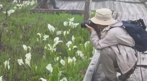 「幻想的できれい！」標高約1900ｍの栂池自然園でグリーンシーズン営業始まる　例年より3週間ほど早くミズバショウ見ごろに　長野・小谷村