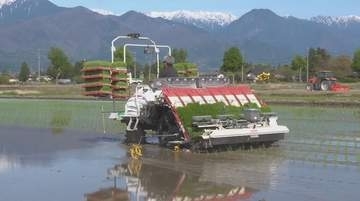 北アルプス望む水田にコシヒカリ　長野・安曇野市で田植え始まる「これからどう育っていくか楽しみ」　日中は天候回復　 最高気温は飯田23度、長野・諏訪20度