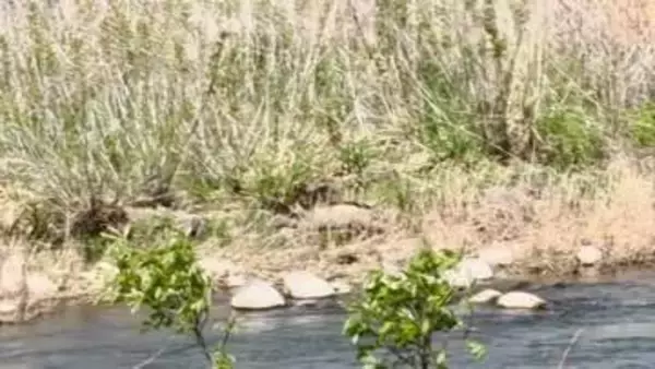 イノシシが河川敷を疾走　土を掘り返しているところを通行人が目撃　体長約1メートル　市や猟友会が追い払うと、川の上流方面に走り去る　長野市