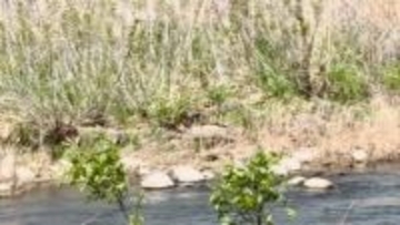 イノシシが河川敷を疾走　土を掘り返しているところを通行人が目撃　体長約1メートル　市や猟友会が追い払うと、川の上流方面に走り去る　長野市