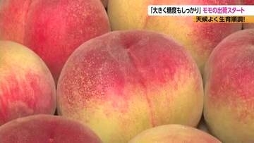南信州で桃の出荷スタート　「大きく、糖度もしっかり」生育は順調　750トンの出荷見込む　7月中旬からは「白鳳」や「あかつき」も　長野