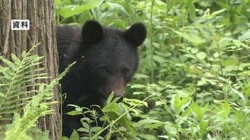 「クマが木の実を食べている」住宅の裏手で目撃　翌日も町職員が成獣1頭を目撃　同じクマか　警察がパトロールするが、見つからず　住民に注意呼びかける　長野・富士見町