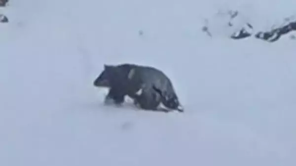 クマに雪かき中に襲われる　温泉街の店の前で…78歳男性が血を流して倒れているのを観光客が見つける　顔などにけがを負い搬送