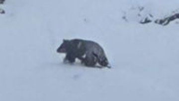 クマに雪かき中に襲われる　温泉街の店の前で…78歳男性が血を流して倒れているのを観光客が見つける　顔などにけがを負い搬送