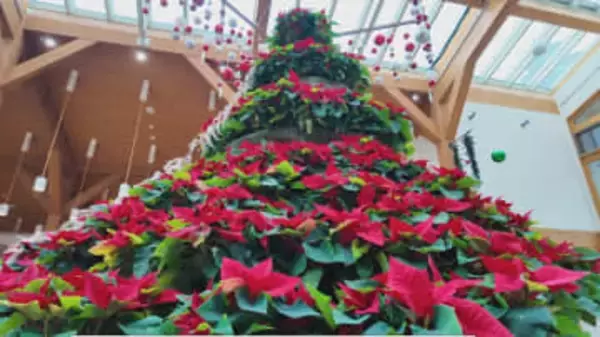 「わくわくしますね」　200鉢のポインセチアで作る高さ3メートルのクリスマスツリー　この時期にふさわしい赤と緑　イヴを前に公園の来場者を迎える