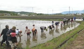 2019年台風で被災の地区で親子で田植え体験　復旧が一段落し市民との交流で地域活性化目指す　これから草取りや稲刈りも体験　秋にはまつたけご飯に