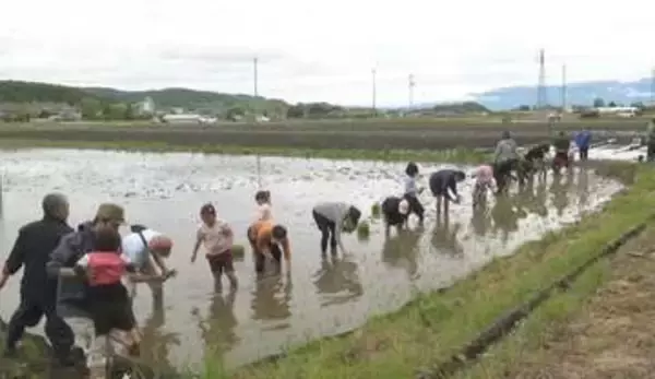 2019年台風で被災の地区で親子で田植え体験　復旧が一段落し市民との交流で地域活性化目指す　これから草取りや稲刈りも体験　秋にはまつたけご飯に