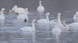 「3季ぶり！コハクチョウ400羽超　“越冬地”長野・安曇野市の犀川白鳥湖　日本海側が大雪で餌を取りにくくなった影響で、県内への飛来が増えたか」の画像1