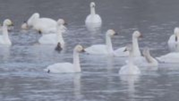 3季ぶり！コハクチョウ400羽超　“越冬地”長野・安曇野市の犀川白鳥湖　日本海側が大雪で餌を取りにくくなった影響で、県内への飛来が増えたか