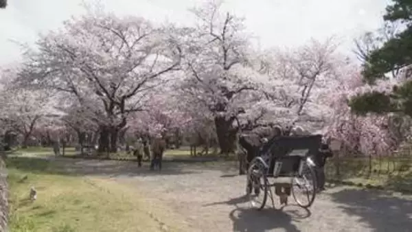 上田で27.6℃　長野県内4地点で「夏日」　小諸市の「懐古園」では桜が満開