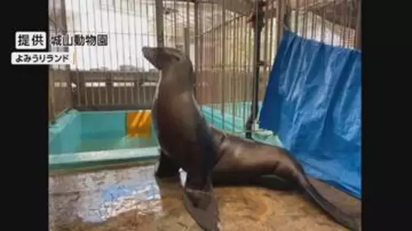 アシカ「ドレミ」が長野・城山動物園から東京・よみうりランドへ　ペアリング「繁殖」のため…うまくいけば赤ちゃんも　9月〜11月ごろ戻る予定