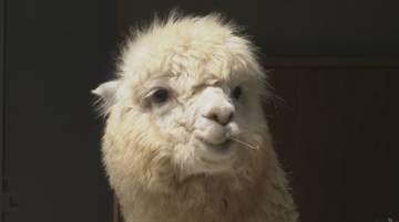 100周年の小諸市動物園がリニューアル　1926年・大正15年に開園 “長野県内最古”　アルパカやチンチラなど新たな動物も仲間入り