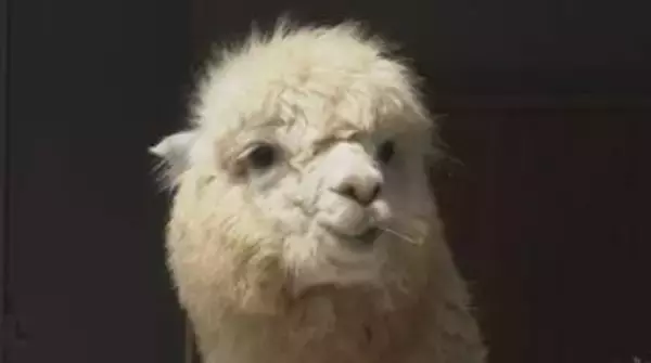 100周年の小諸市動物園がリニューアル　1926年・大正15年に開園 “長野県内最古”　アルパカやチンチラなど新たな動物も仲間入り